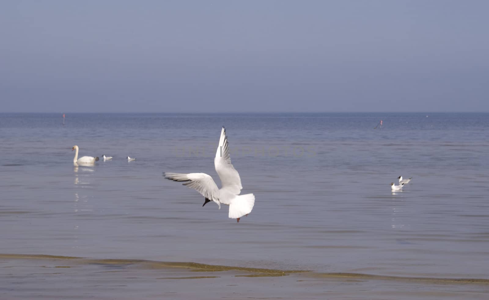 Seabirds, feeling of the freedom