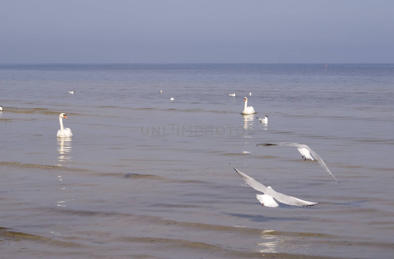 Seabirds, feeling of the freedom