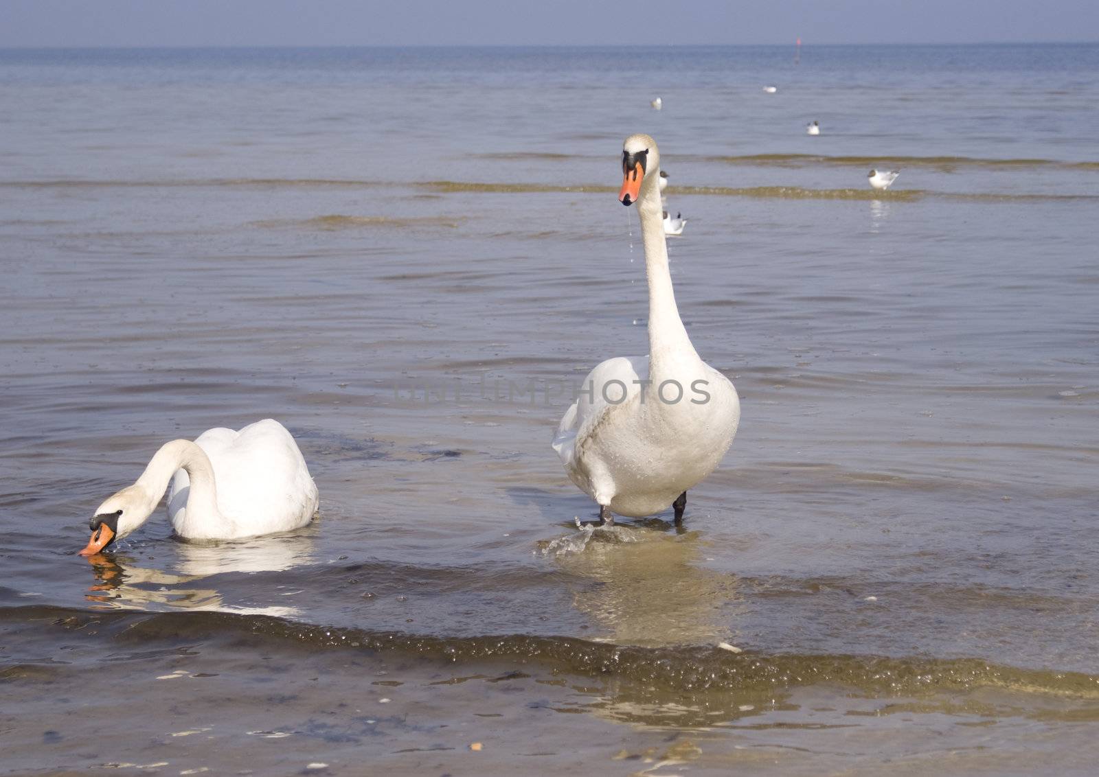 Swans - symbol of peace and love