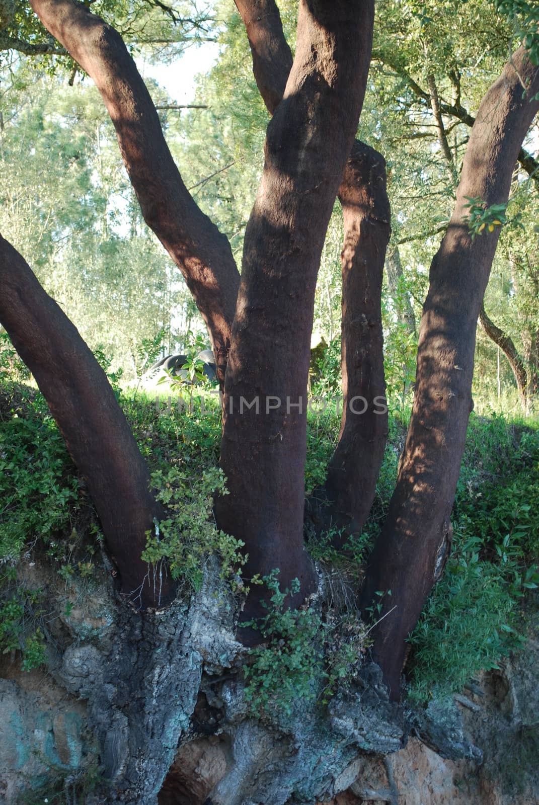 cultural heritage and protected tree in Alentejo