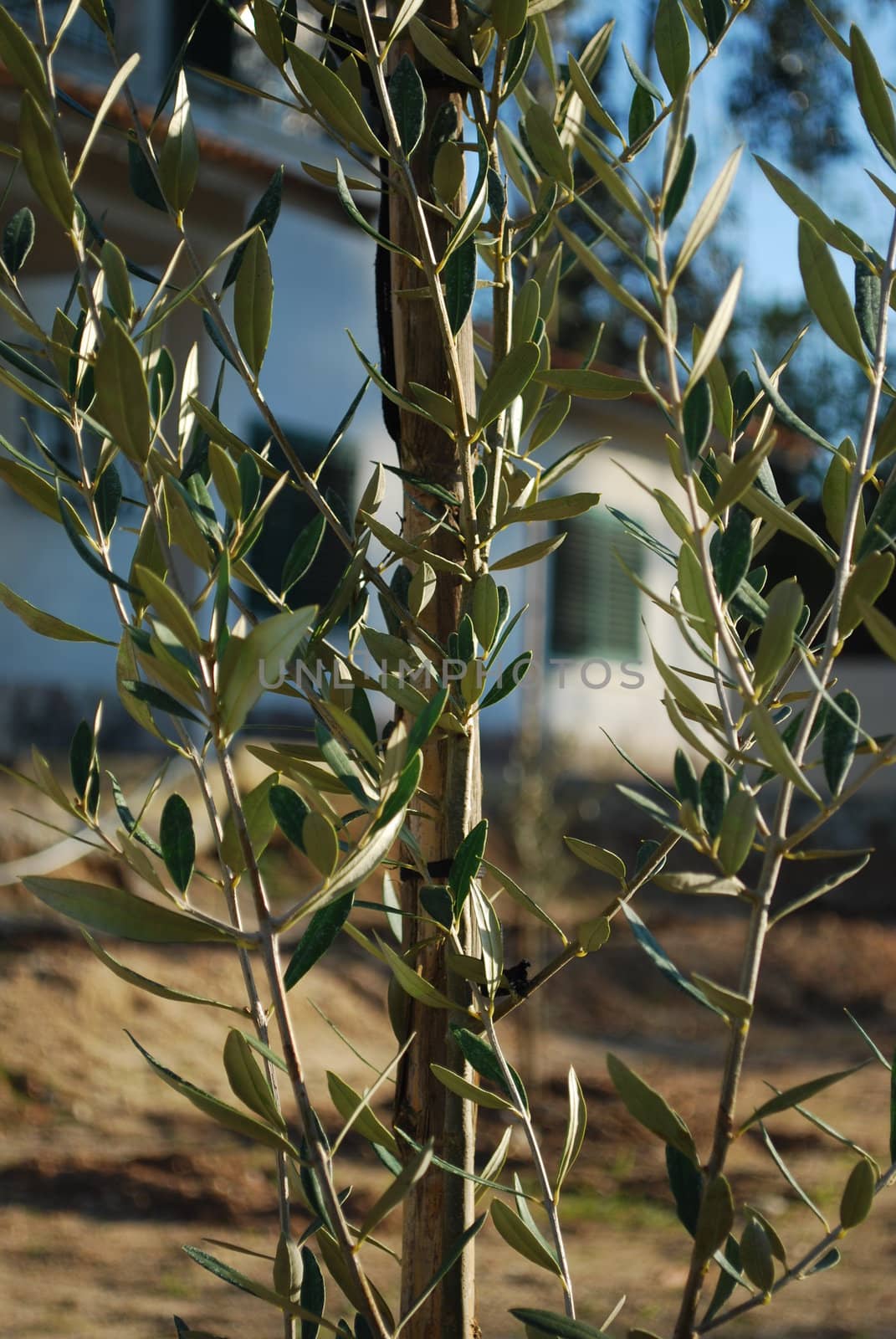 Olive tree branch by luissantos84