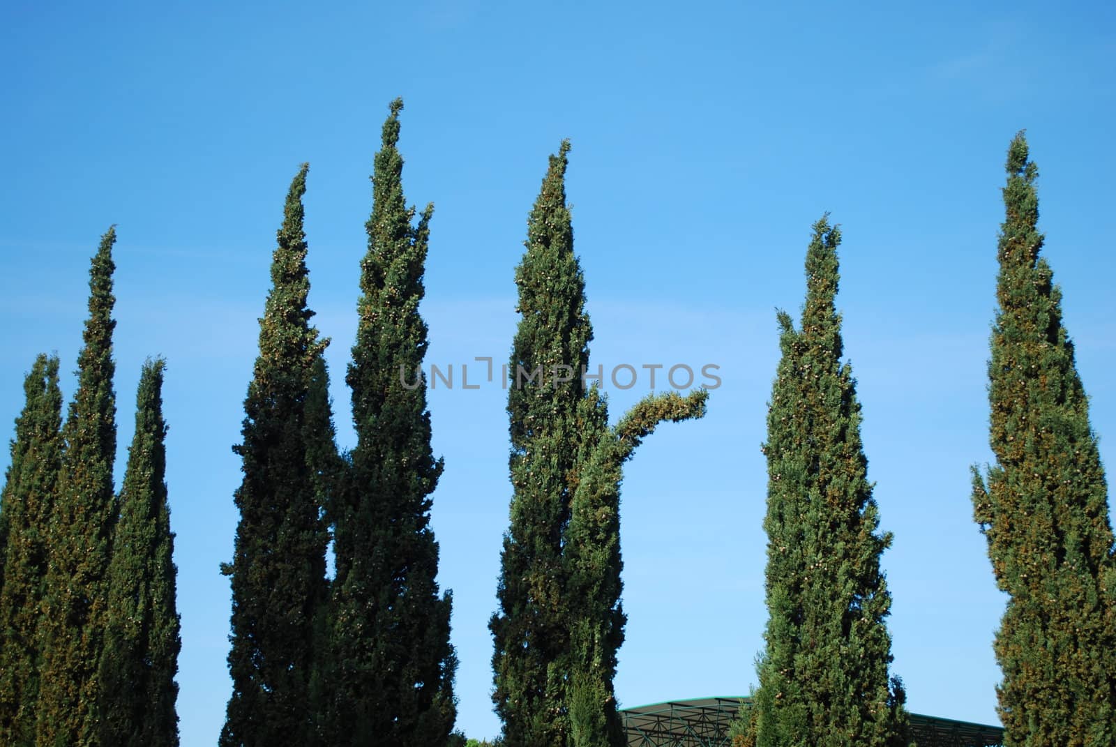 trees with blue sky background