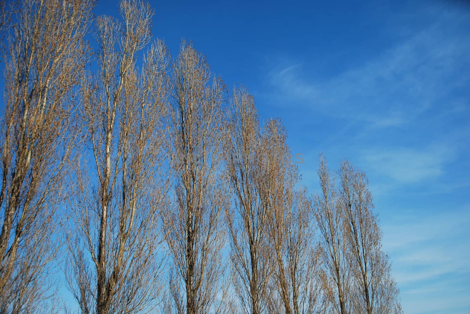 trees with blue sky background