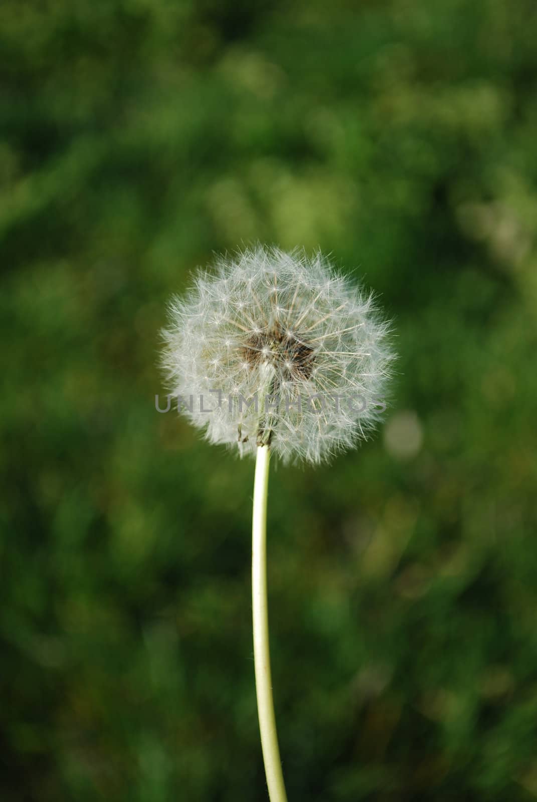 Dandelion with Grass Background by luissantos84