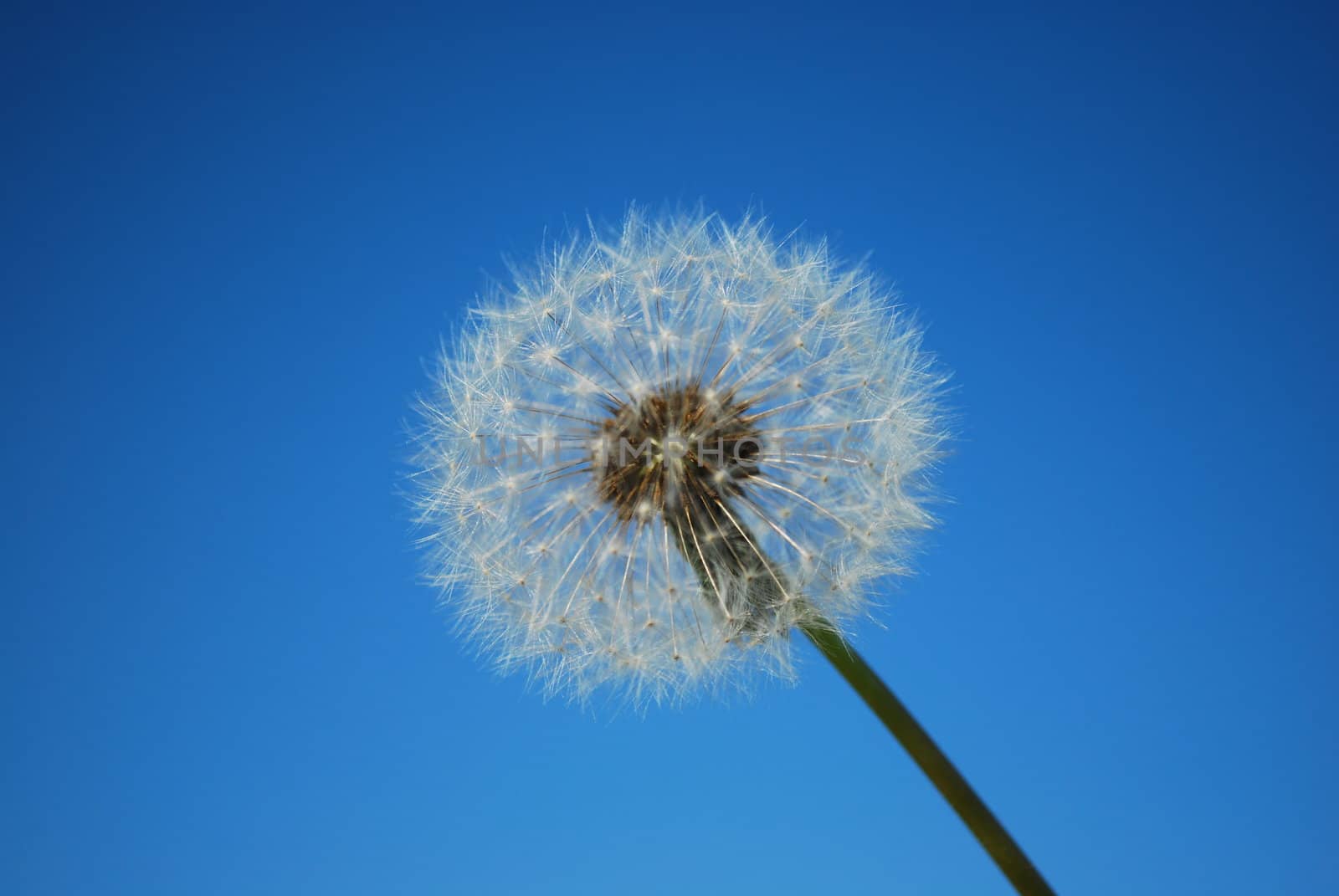 Dandelion with Blue Sky Background by luissantos84