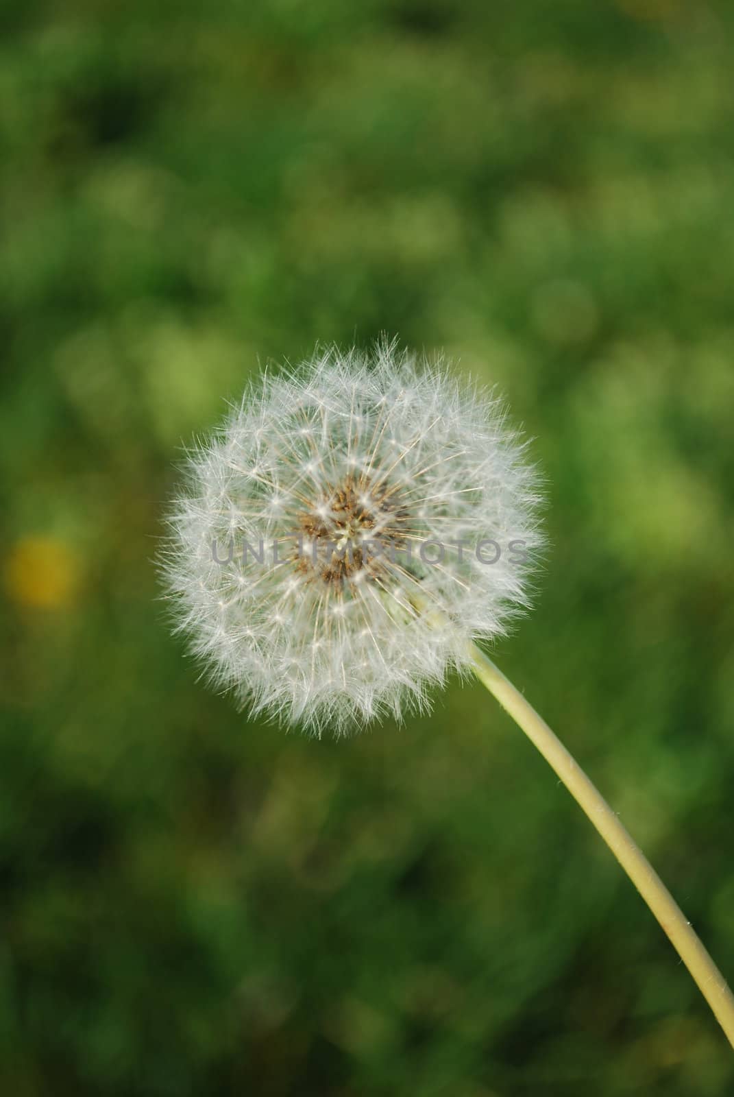 white dandelion on grass background