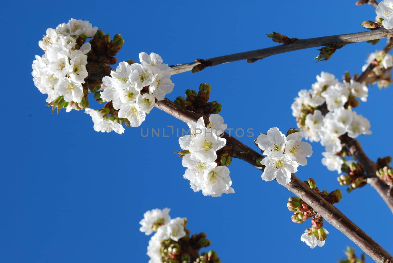 cherry flowers with blue sky background