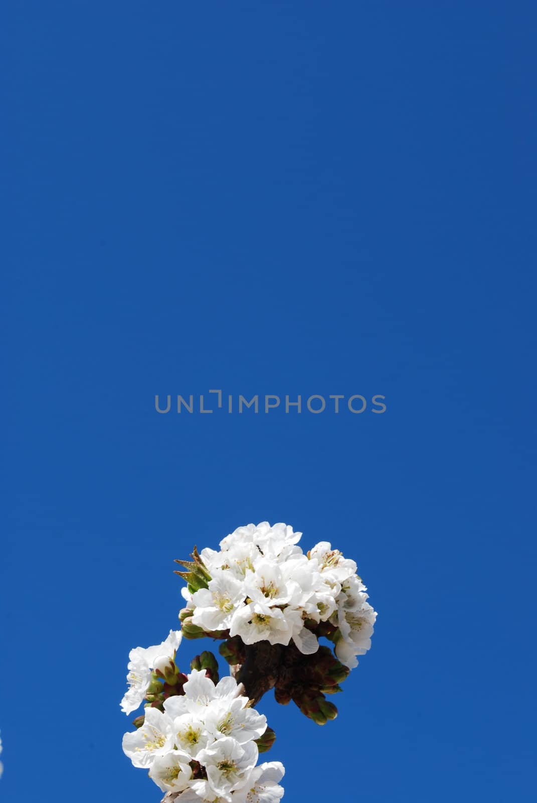 cherry flowers with blue sky background