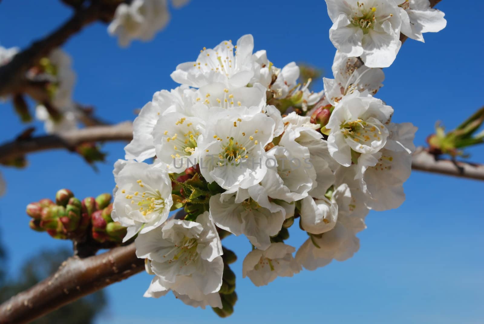 cherry flowers with blue sky background