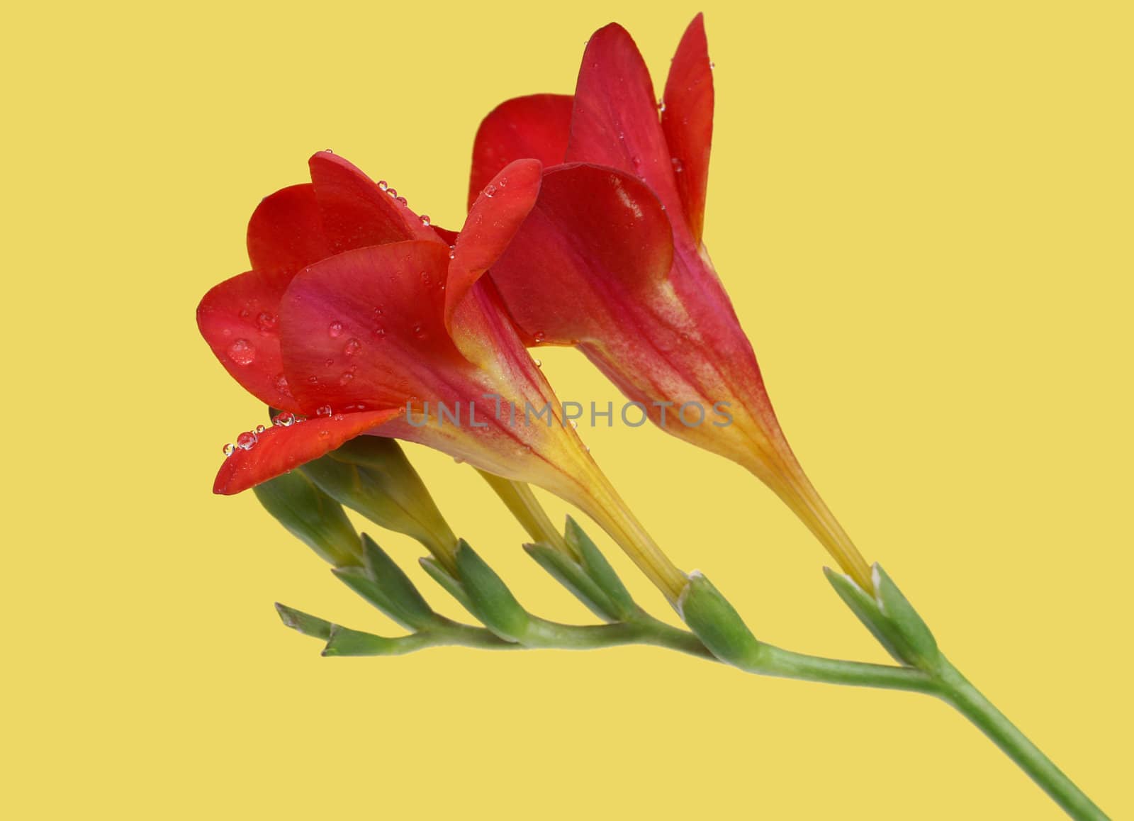 Red freesia on yellow background