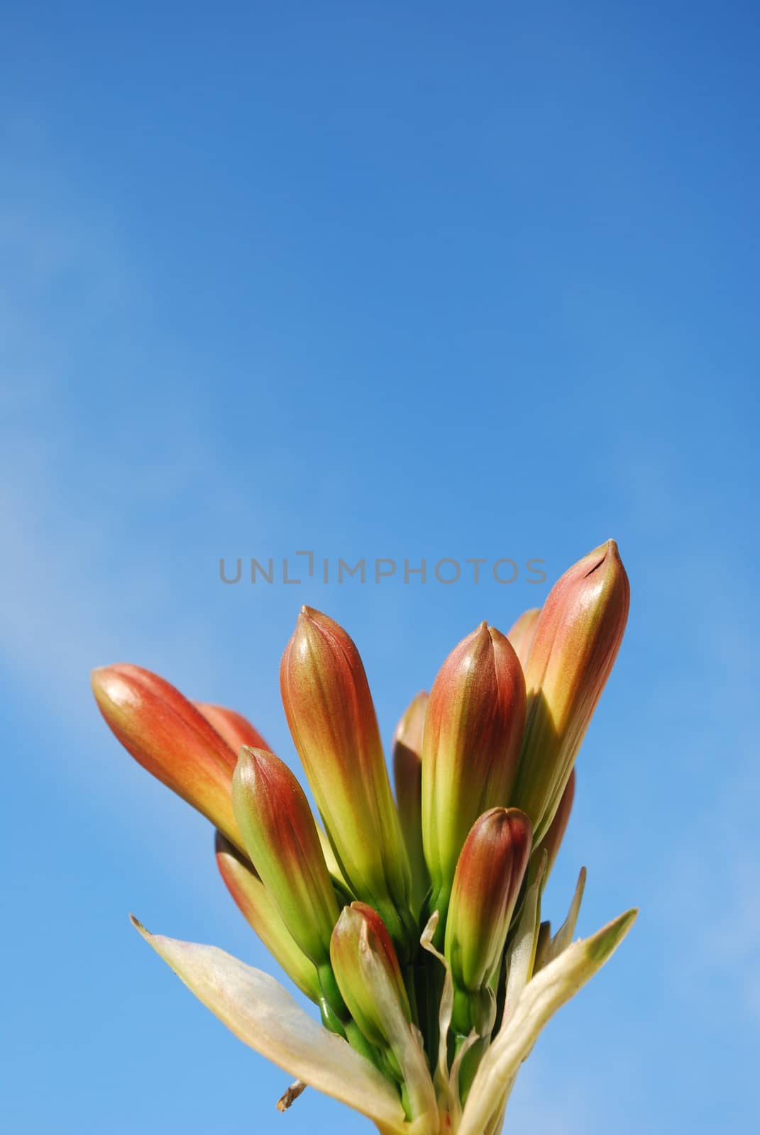 beautiful orange flower with blue sky background