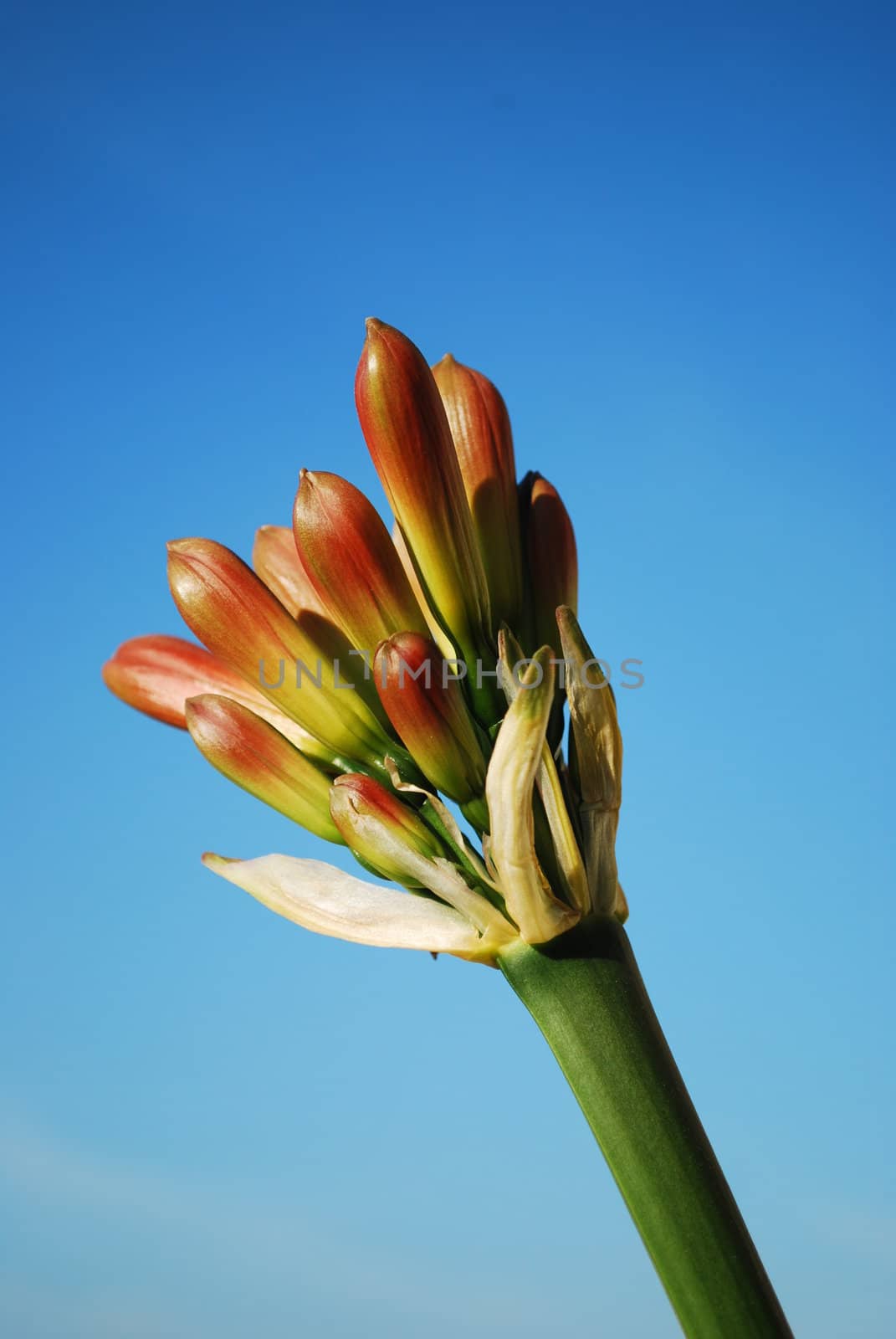 beautiful orange flower with blue sky background