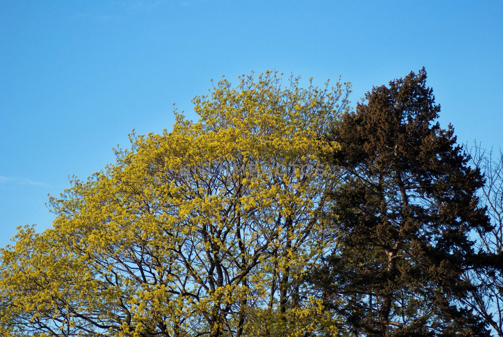 tree in spring

