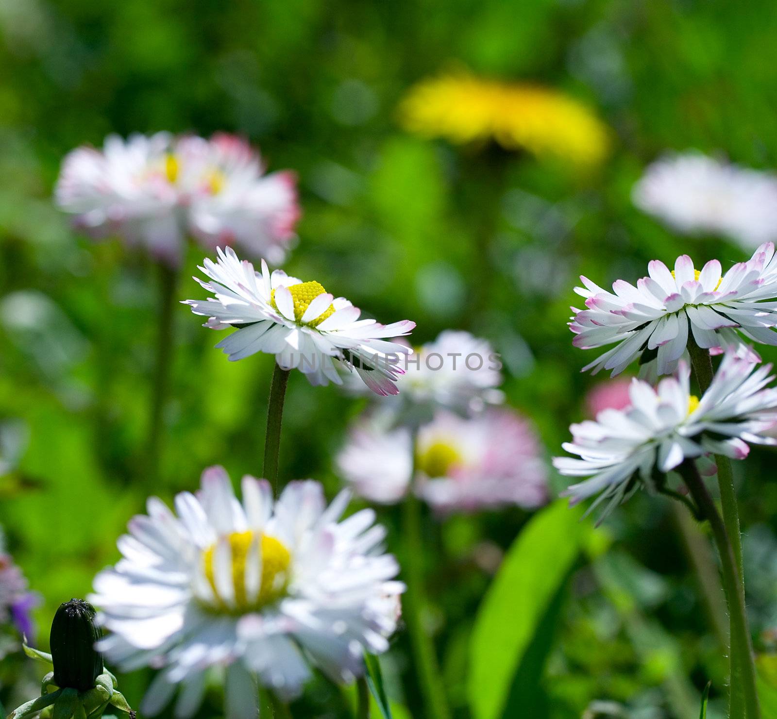 close-up daisy field on green grass background