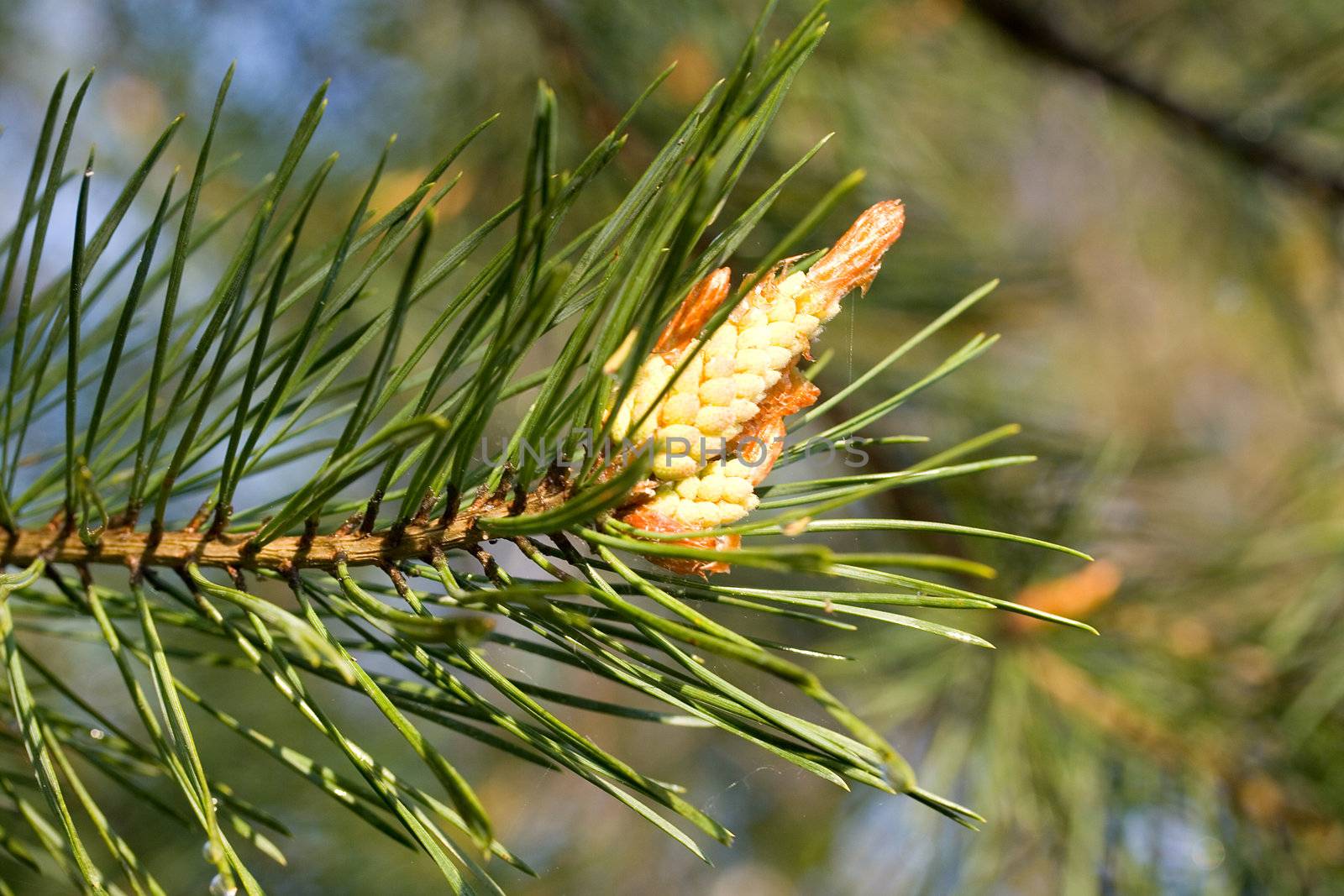 close-up new cone at pine on nature