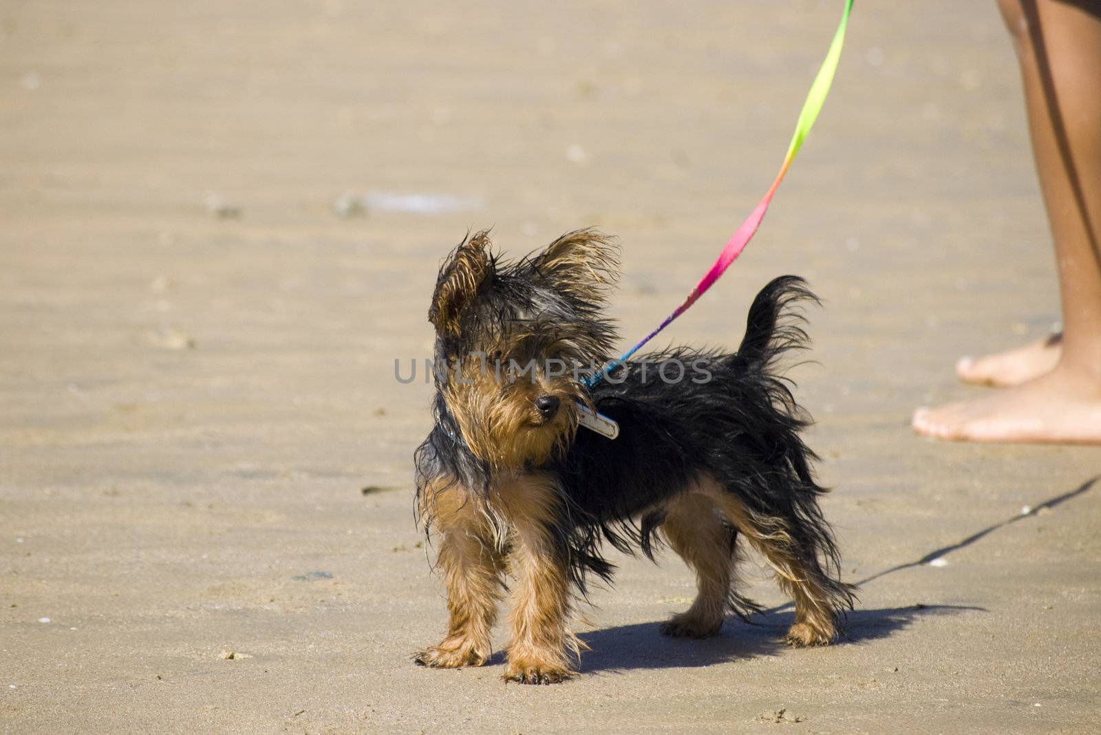A Yorkshire Terrier portrait at windy sunny day at the beach