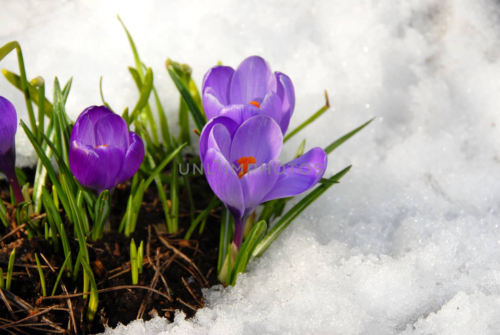 Crocus closeup with snow an ice.
Norway 2009.
Selective focus.