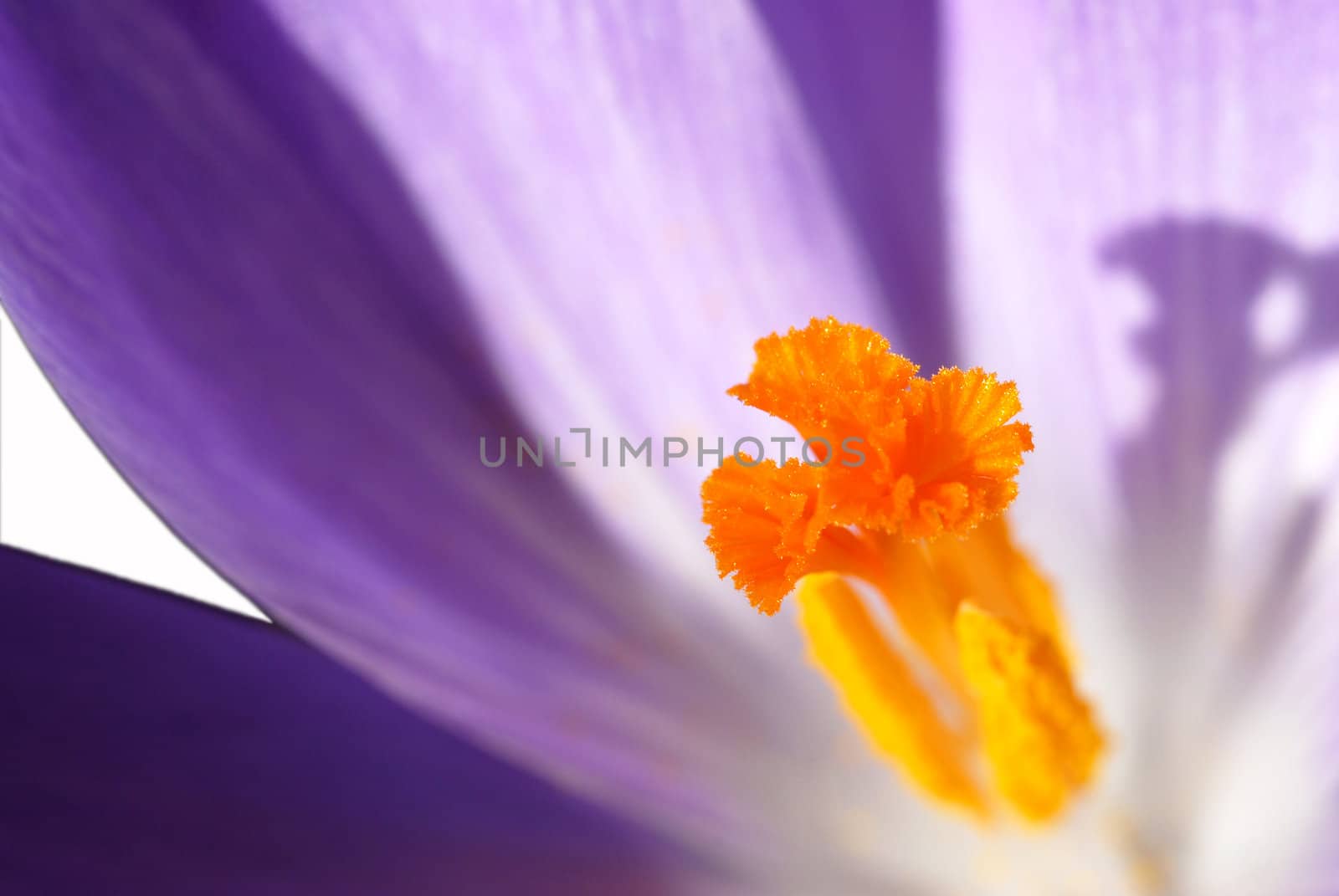 Innside Crocus, Macro-photo.
Norway 2009.
Selective focus.