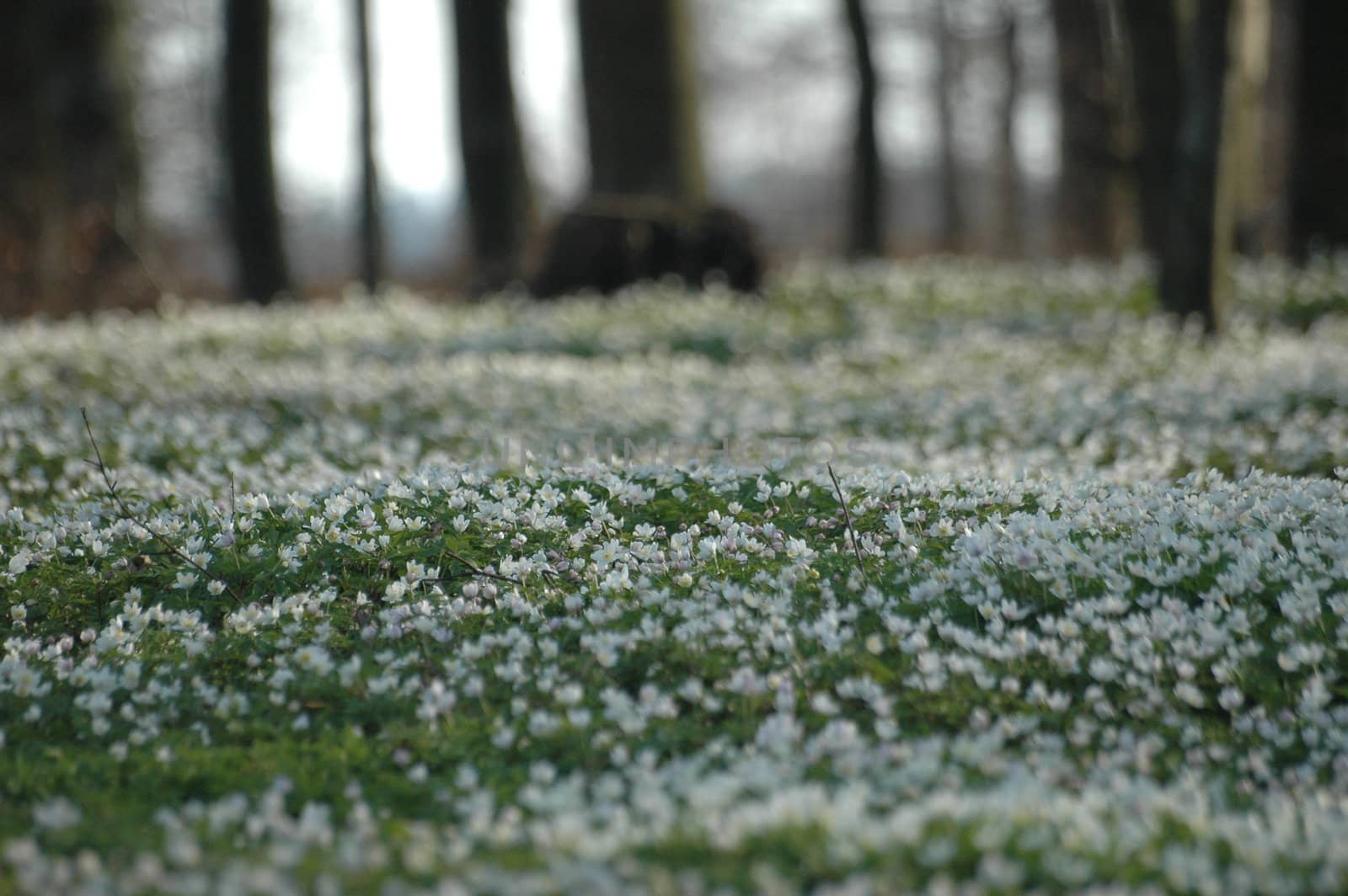 Norwegian Anemone.
Selective focus.