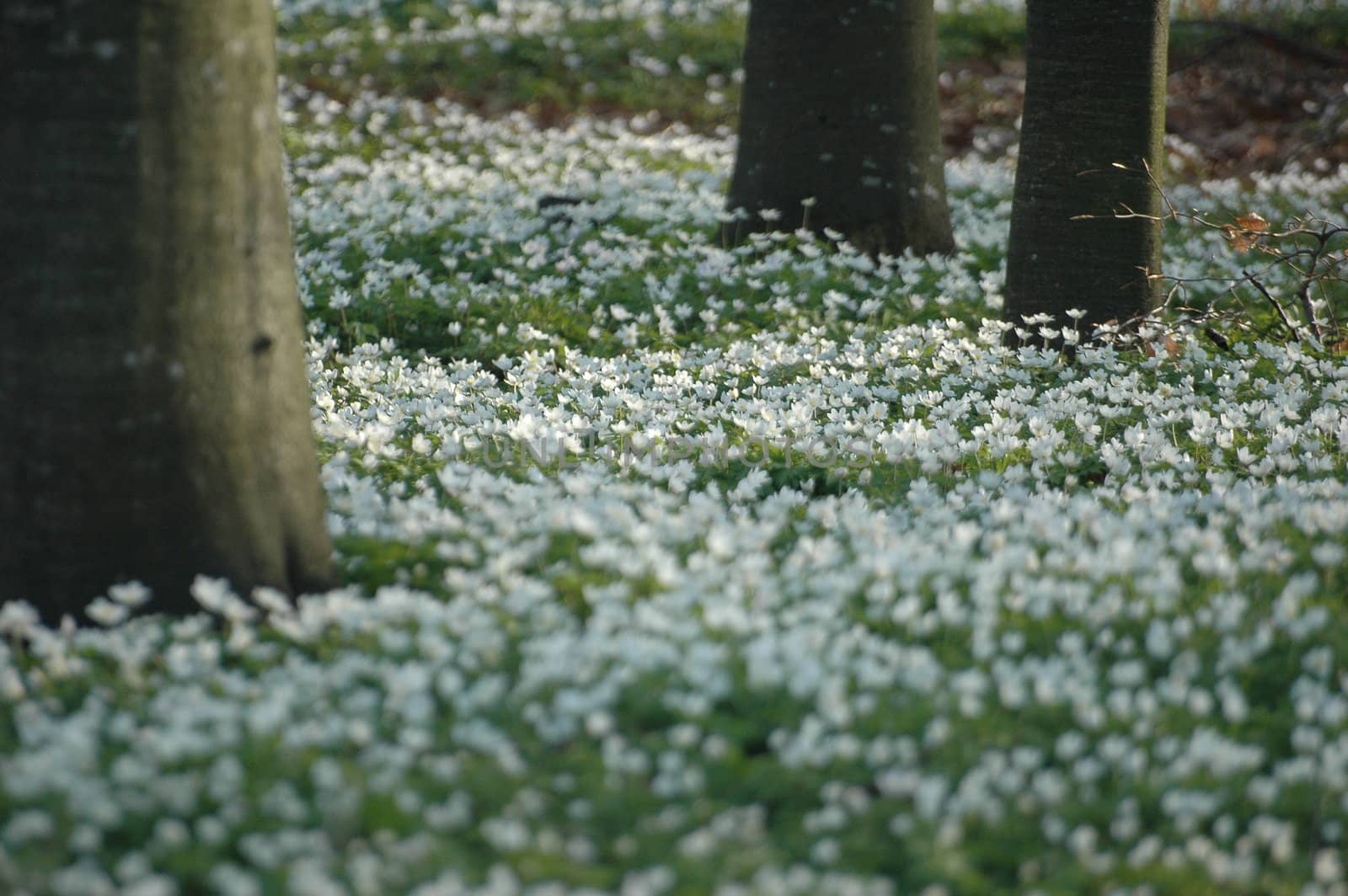 Norwegian Anemone.
Selective focus.