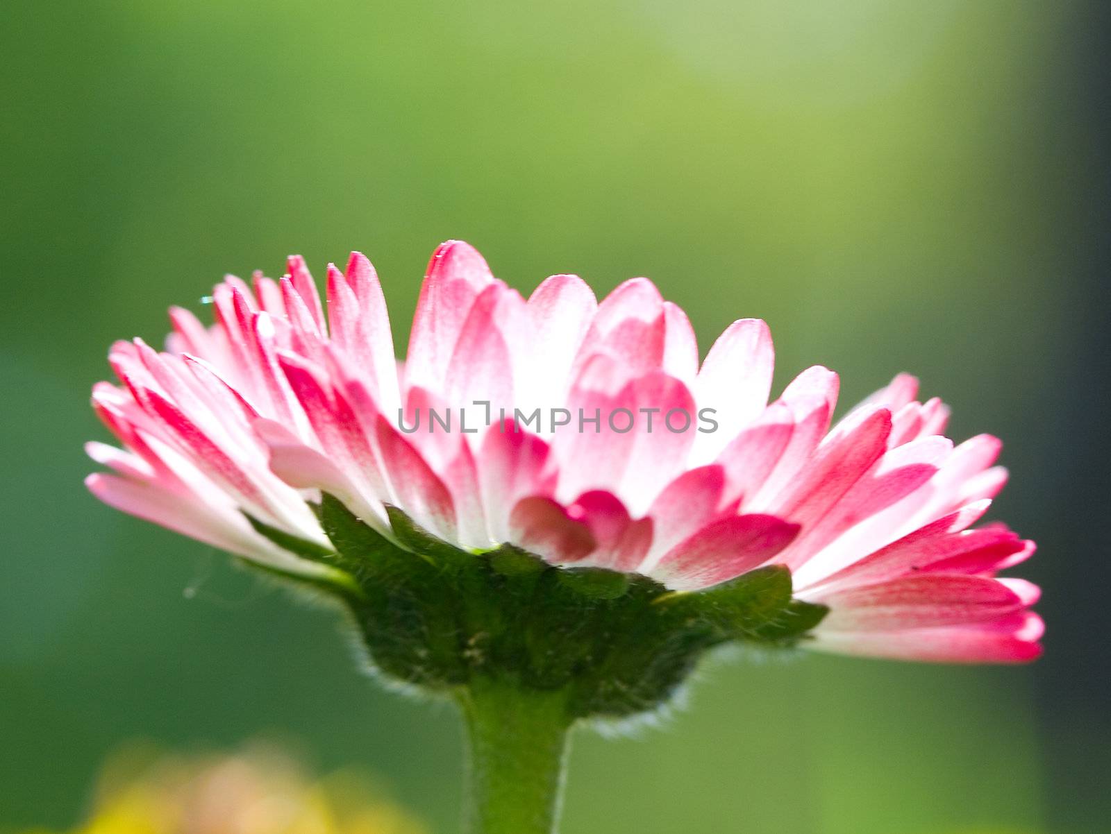 close-up single daisy on green grass background