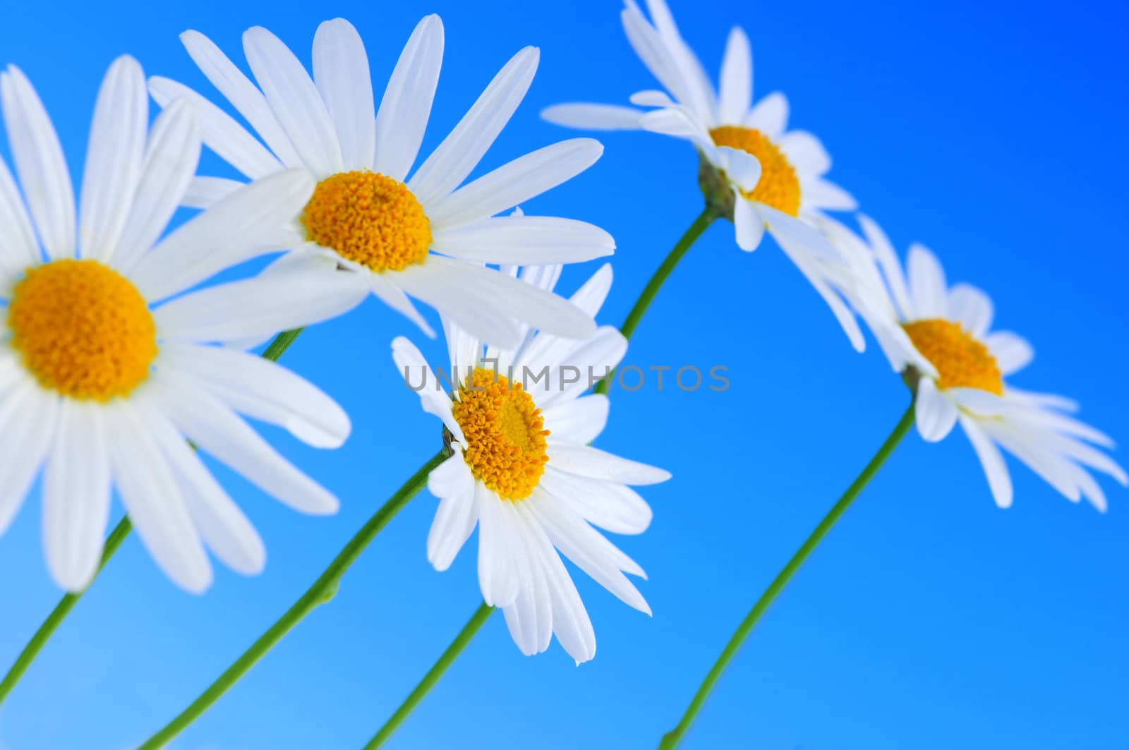 Daisy flowers in a row on light blue background