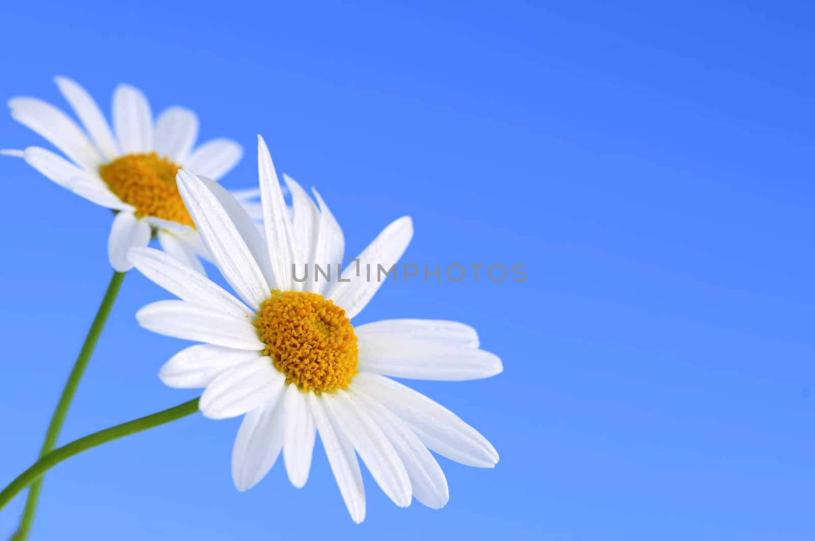 Daisy flowers macro on light blue background