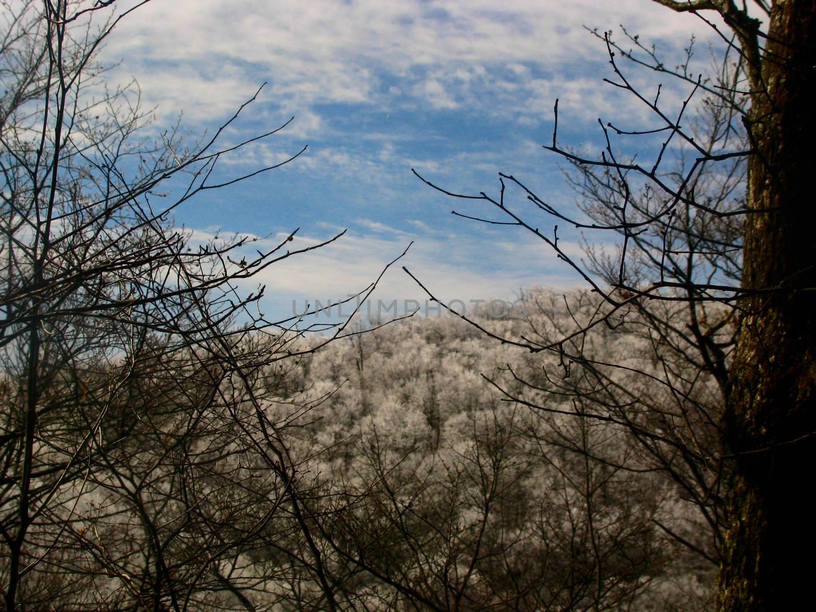 Frosted Forest by jend