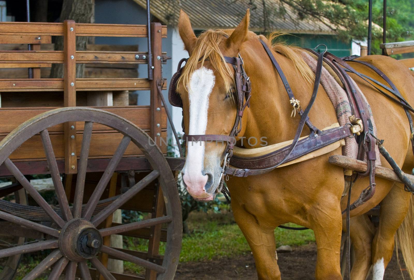 Horse outside  in  the countryside of Uruguay 