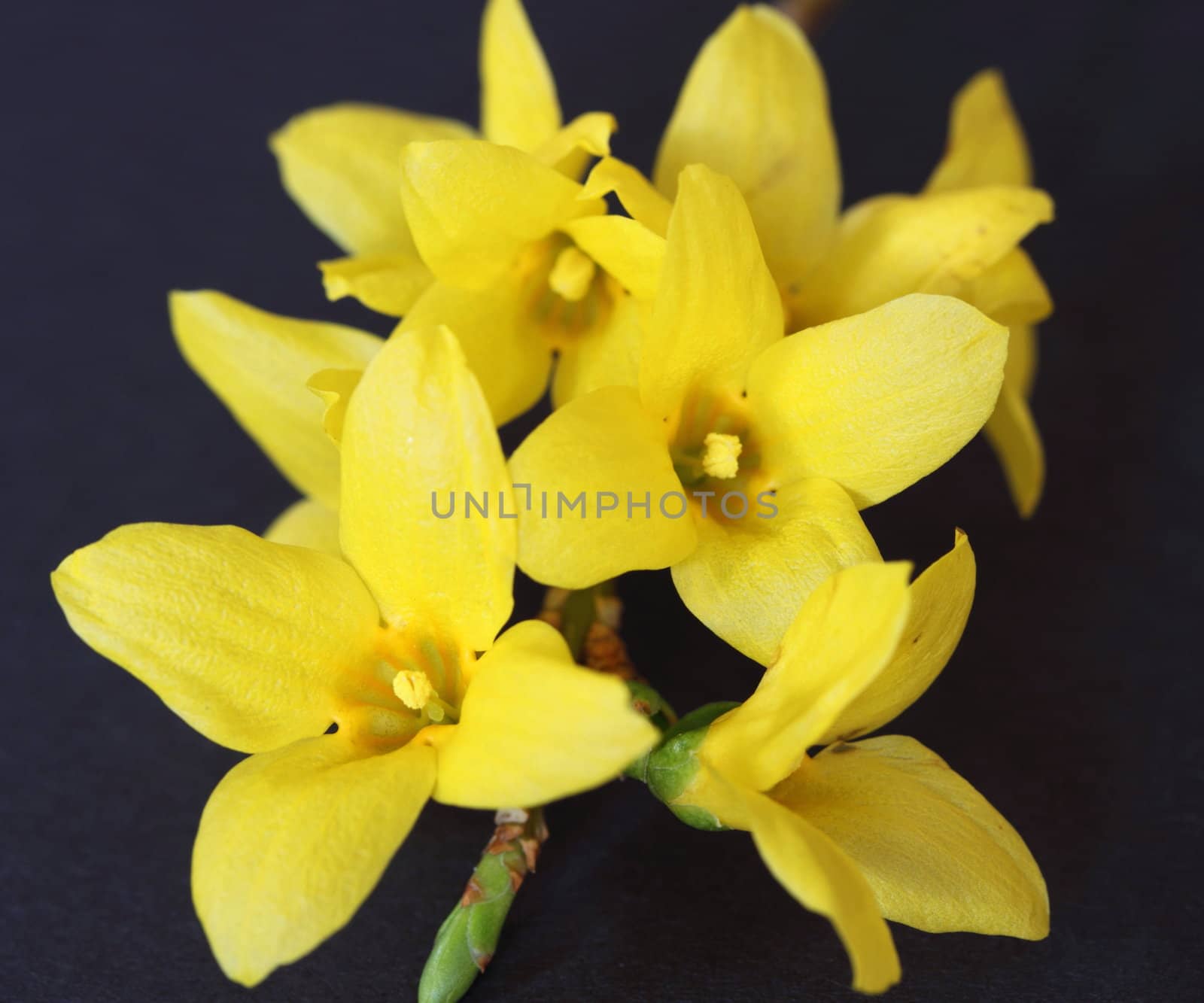 forsythia