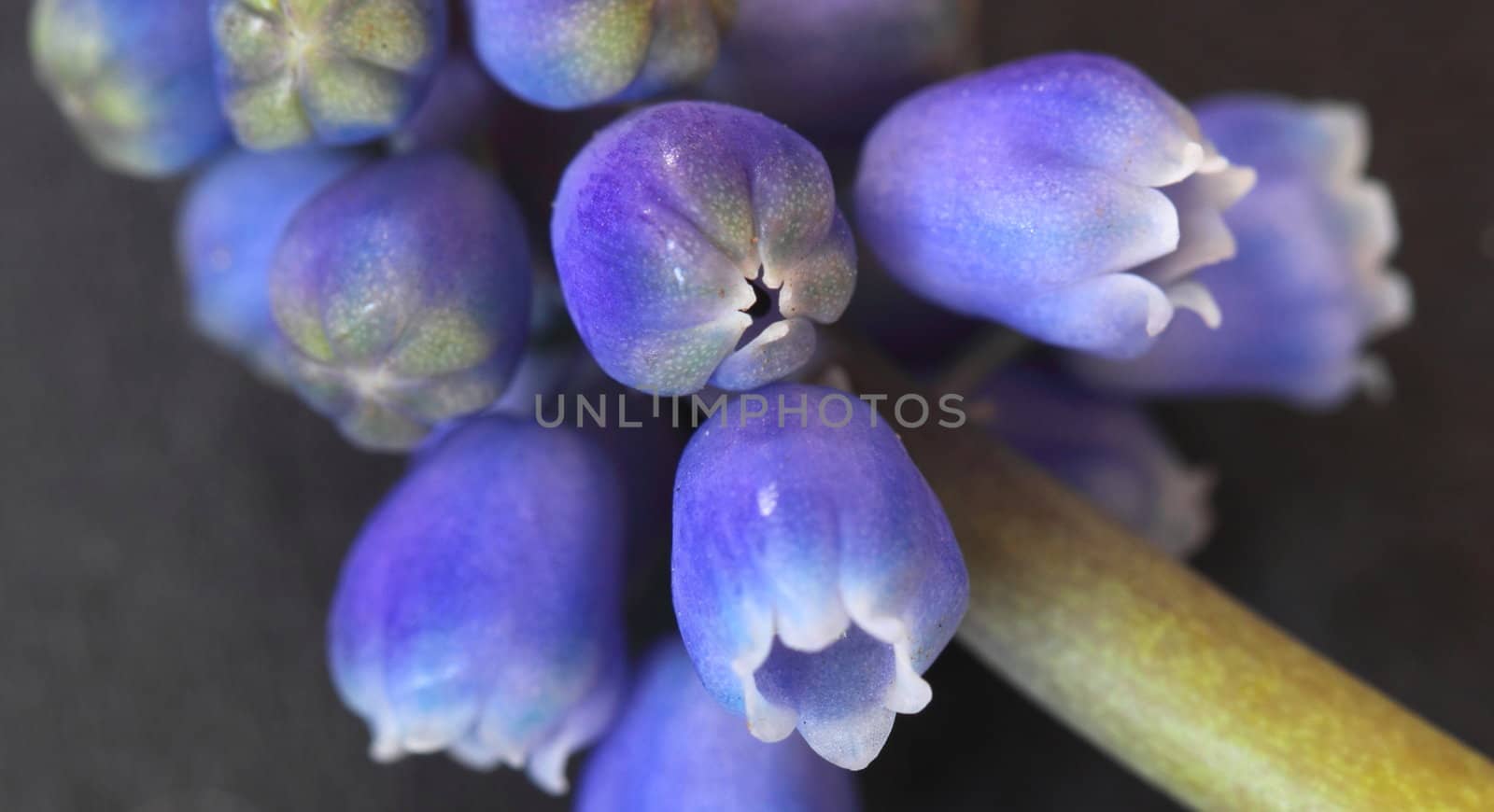 ajuga