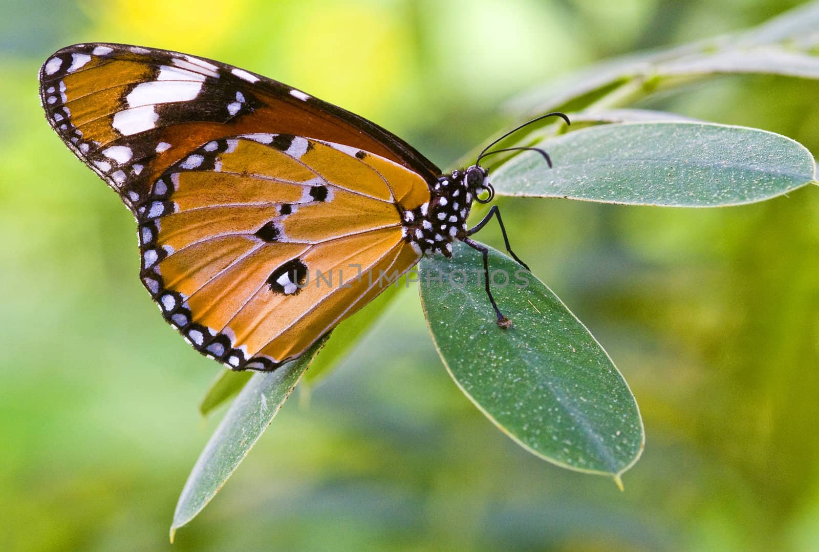 Close up on a butterfly in the garden