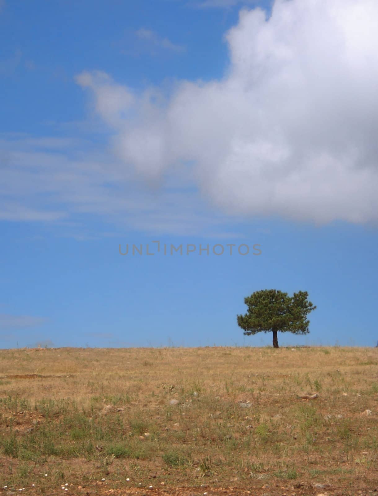 A single tree sits in a field with a cloud in the sky above.