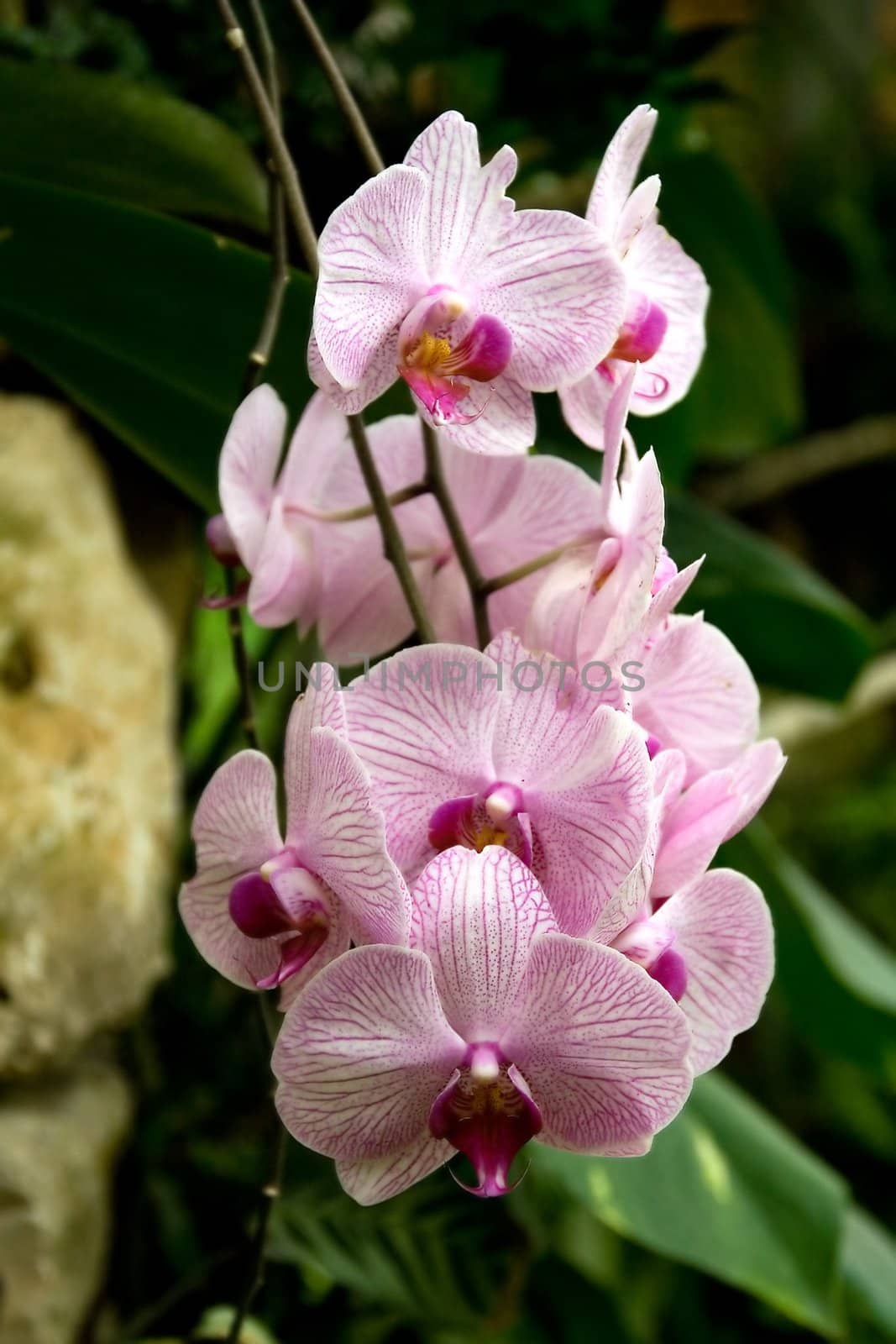 Orchid in nature on natural background