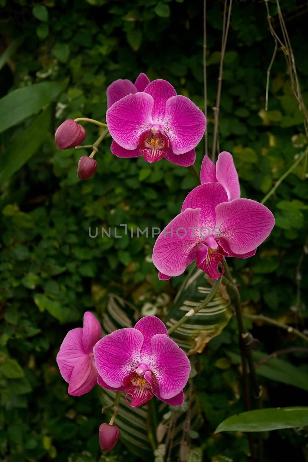 Orchid in nature on natural background