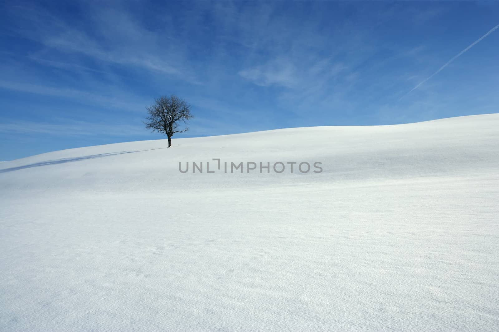 Landscape image of a snowy meadow with one tree.
