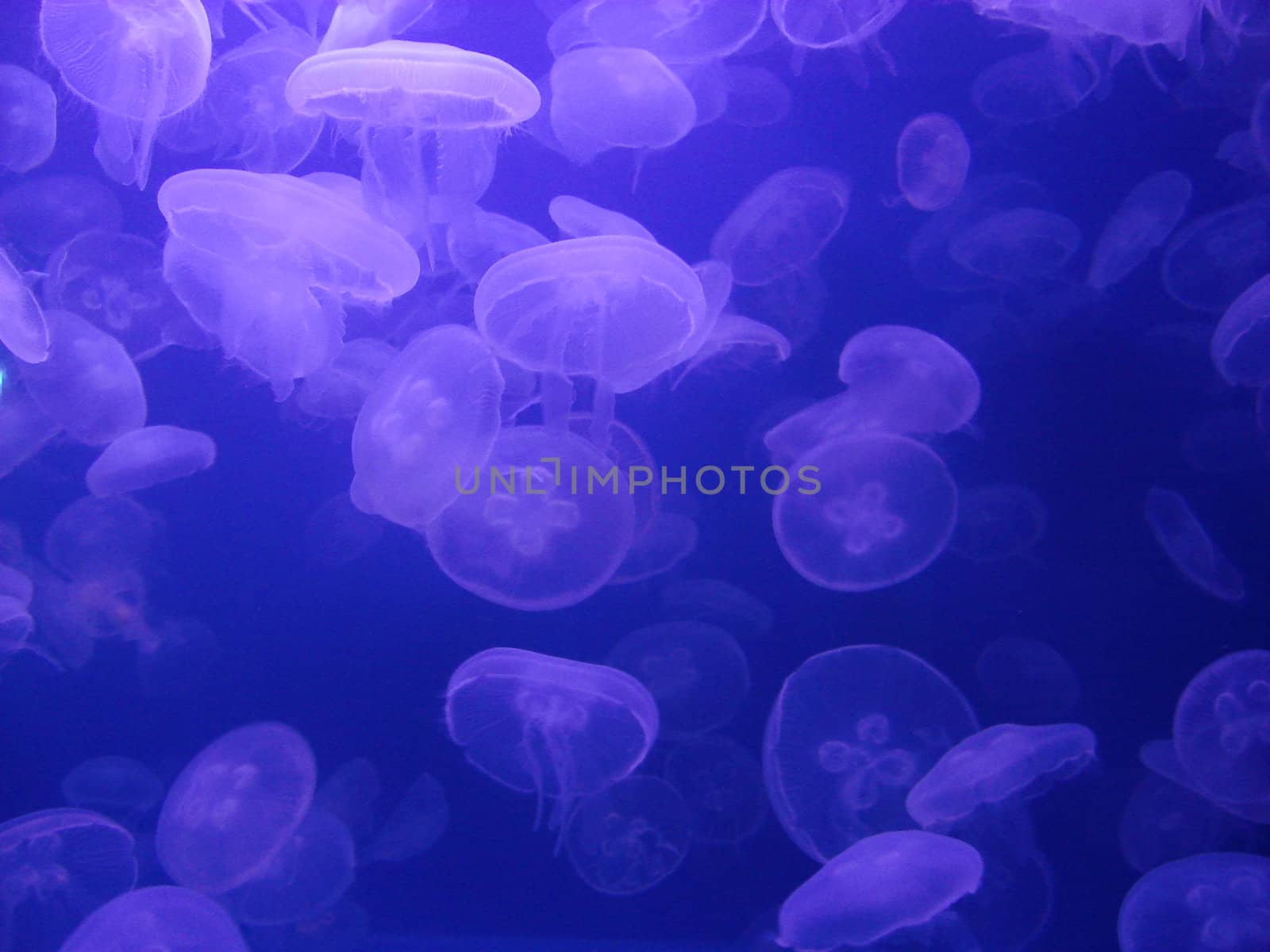 Little jelly fish swim around under the light in an aquarium.