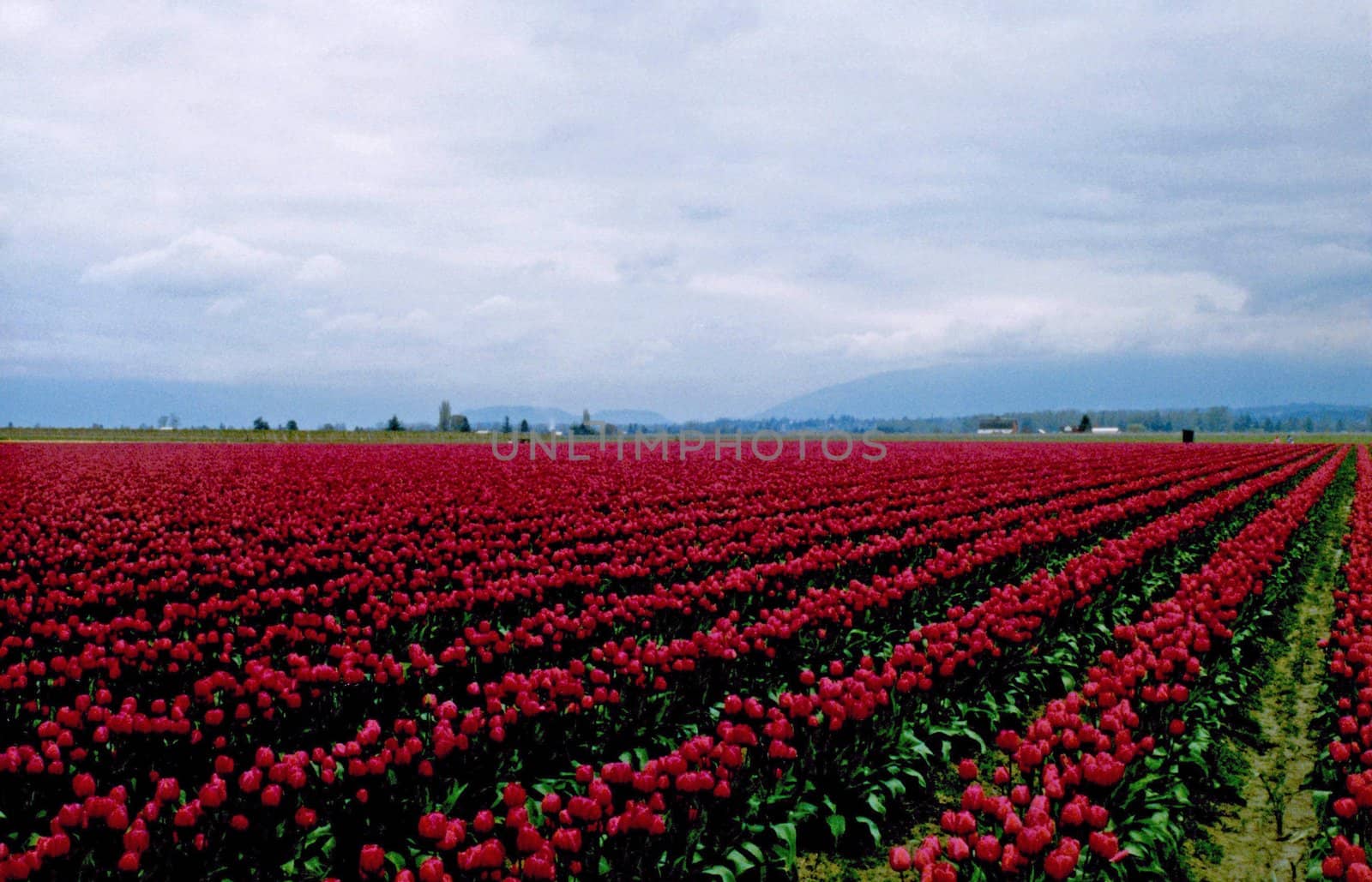 Rows and rows of red tulips shine in the morning mist in Washington state.