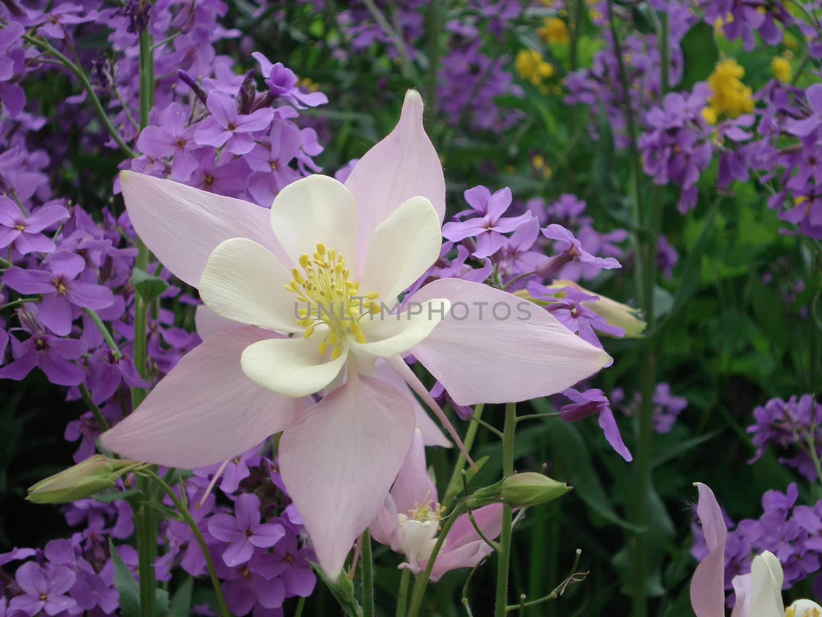Purple Columbine Flower by gilmourbto2001