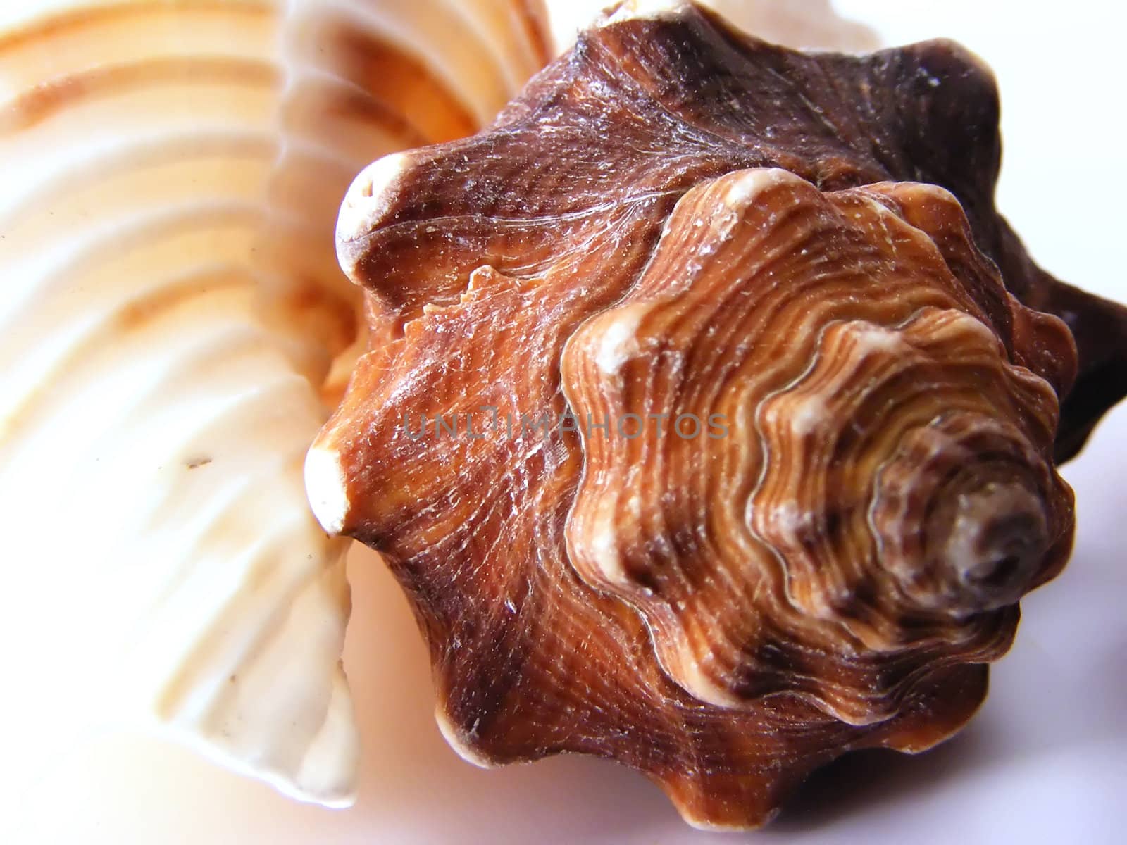 Macro of a cream colored seashell on a white background.