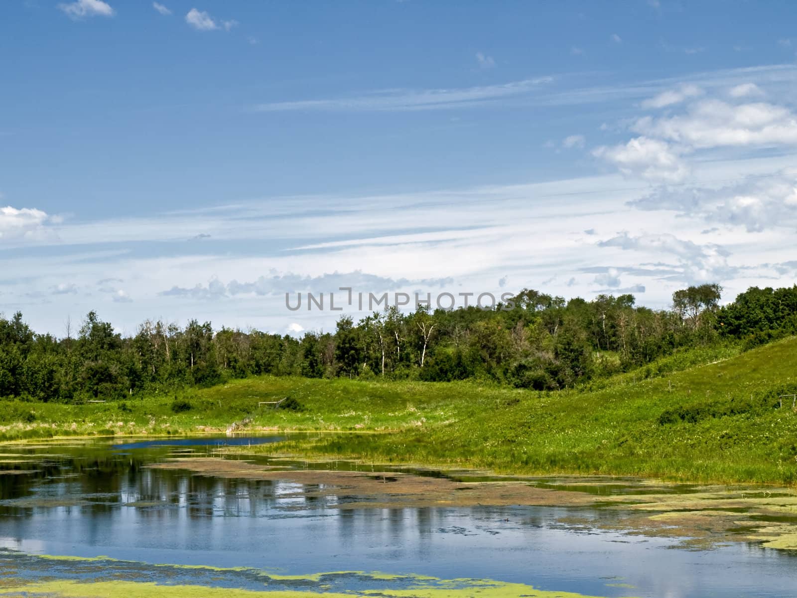 Pond and green landscape in the prairies of Alberta.