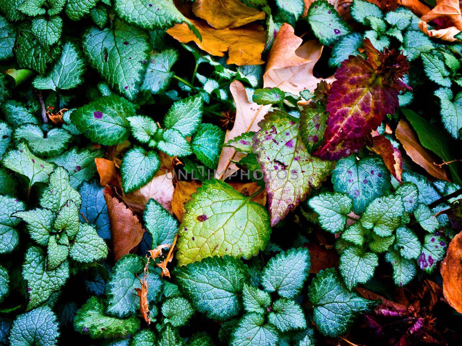 Green foliage near the end of summer begin changing colors.