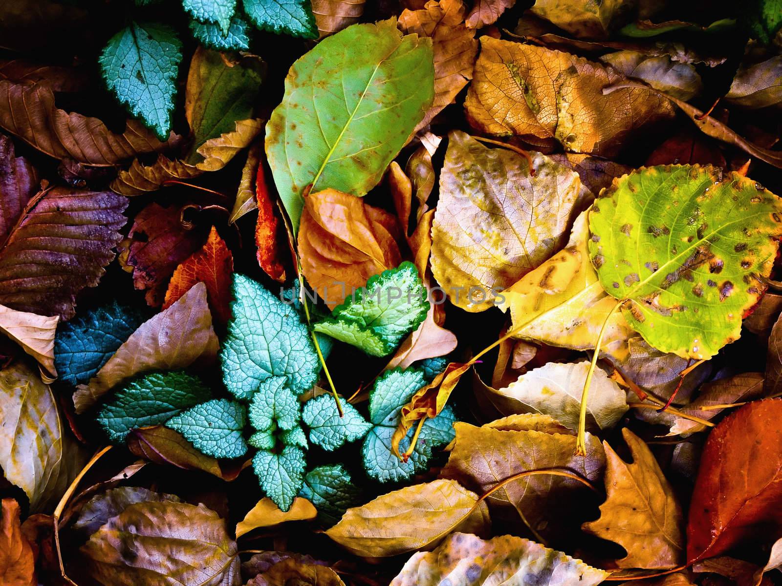 Autumn Leaf Bed by watamyr