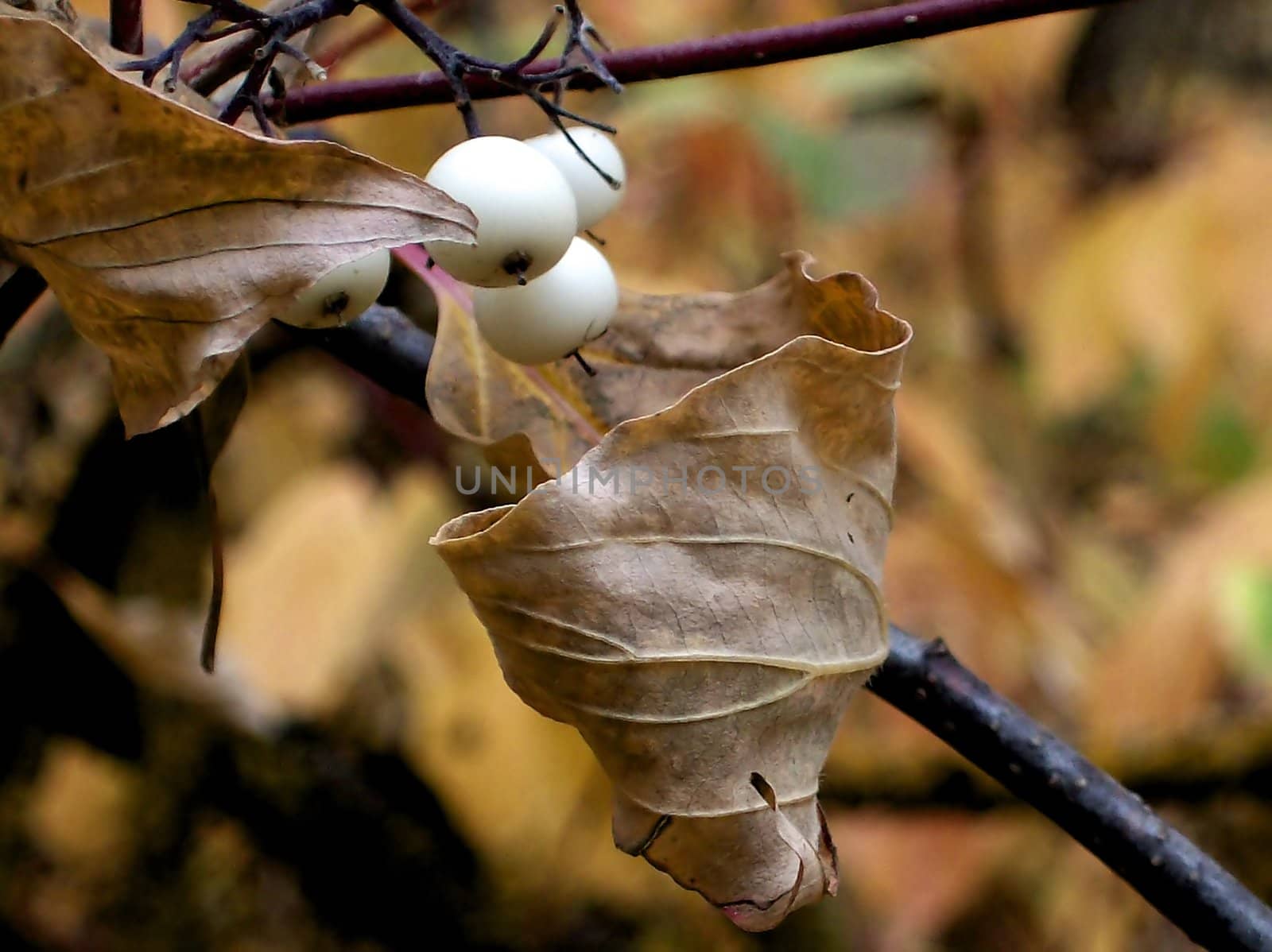 White Autumn Berries by watamyr