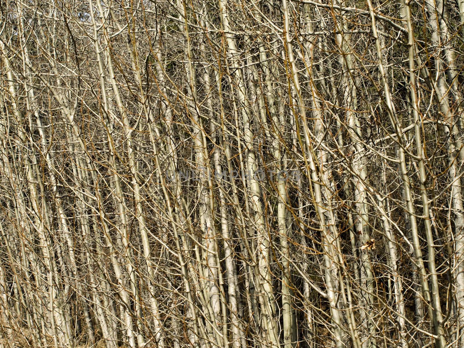 Early spring forest background texture.