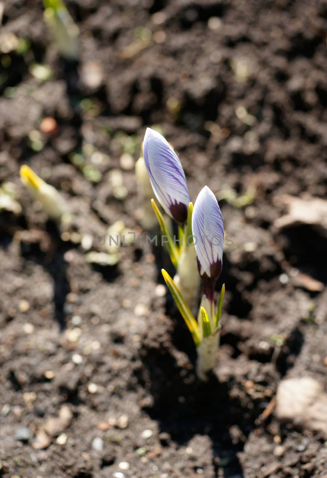 Early spring crocuses in the garden