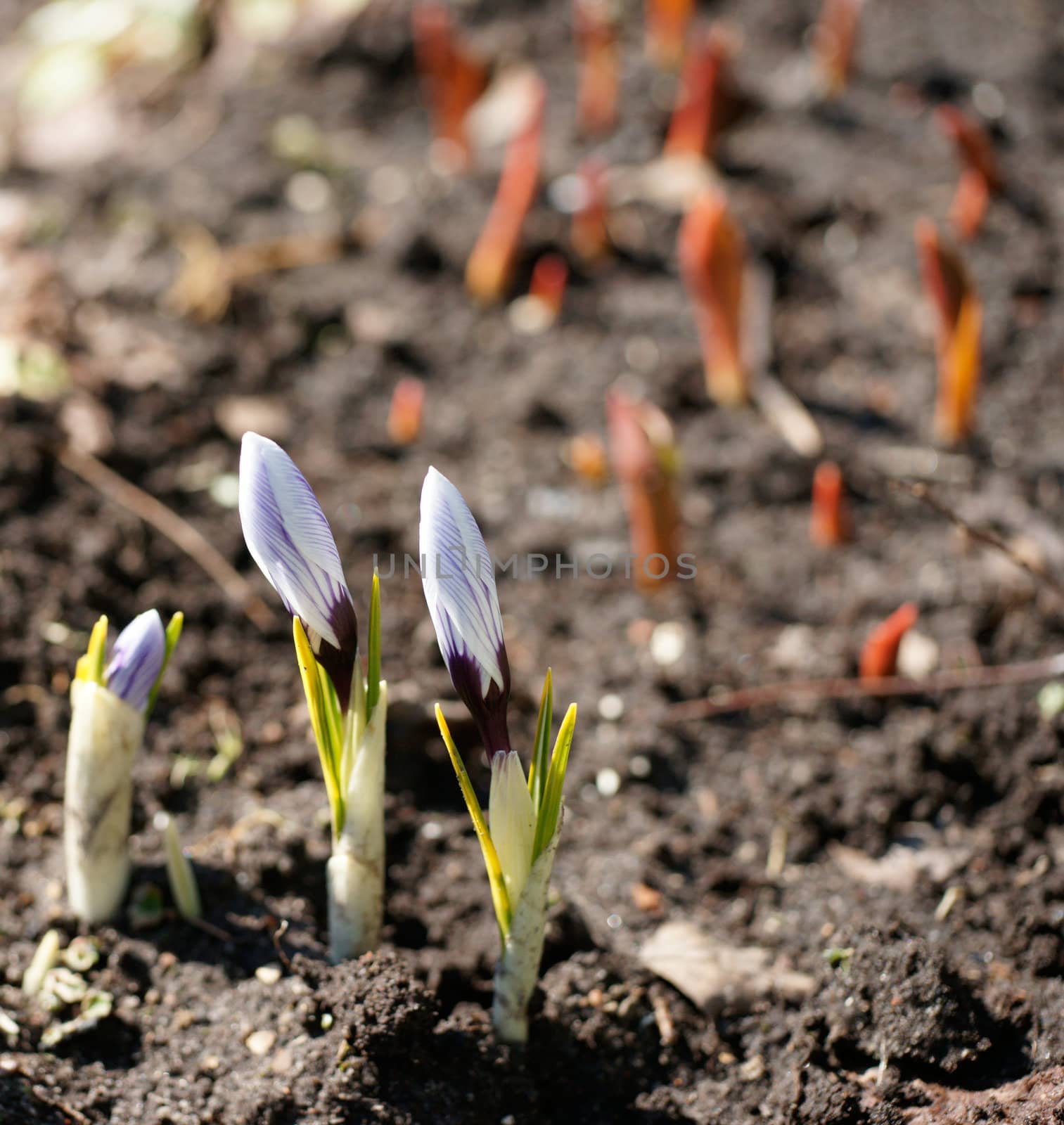 Early spring sprouts in the garden