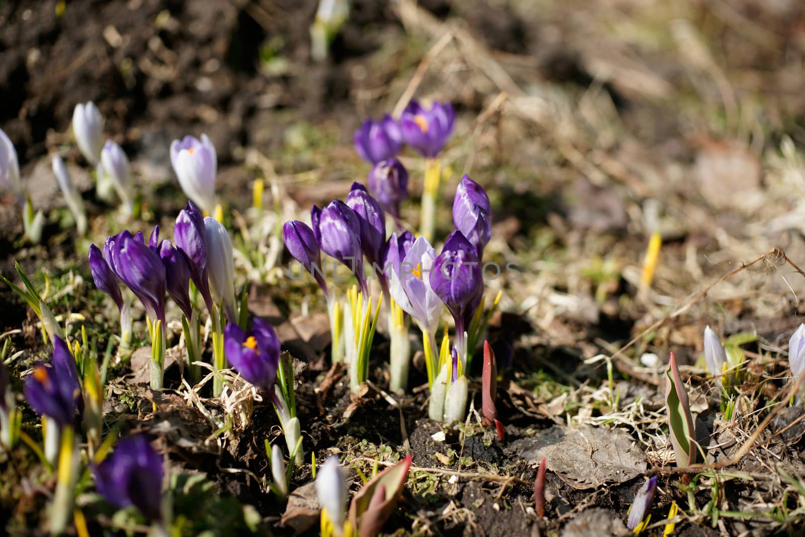 Early spring crocuses in the garden reach the Sun 