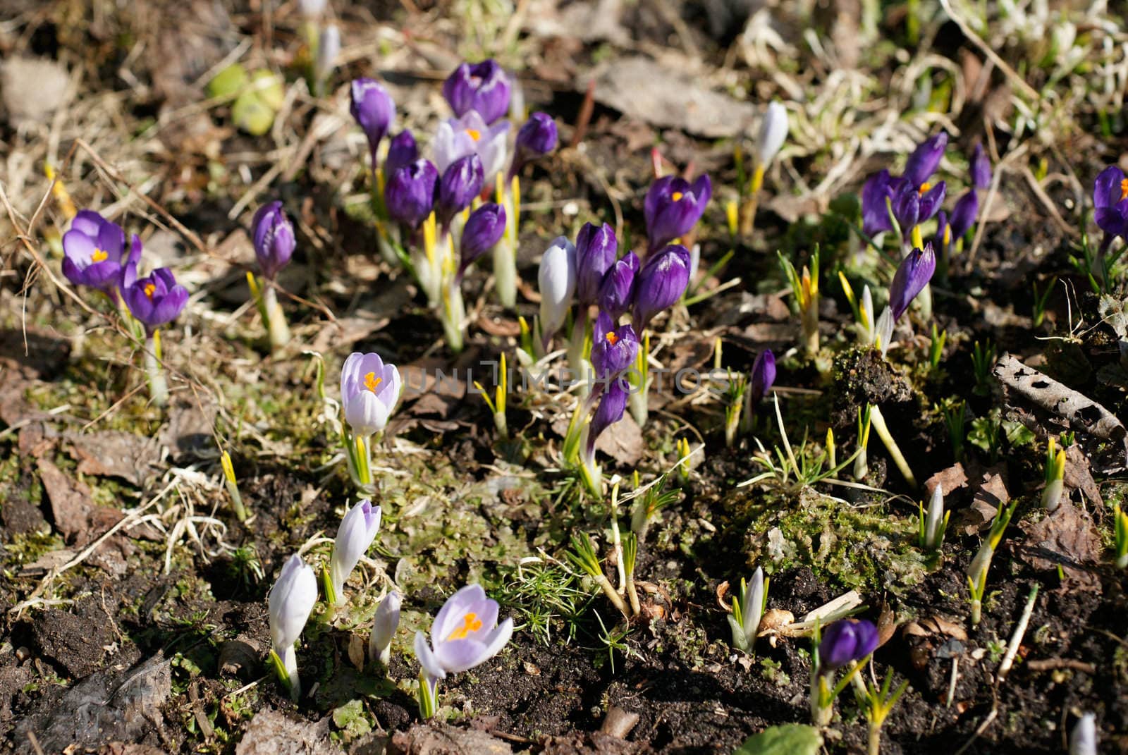 Early spring crocuses in the garden