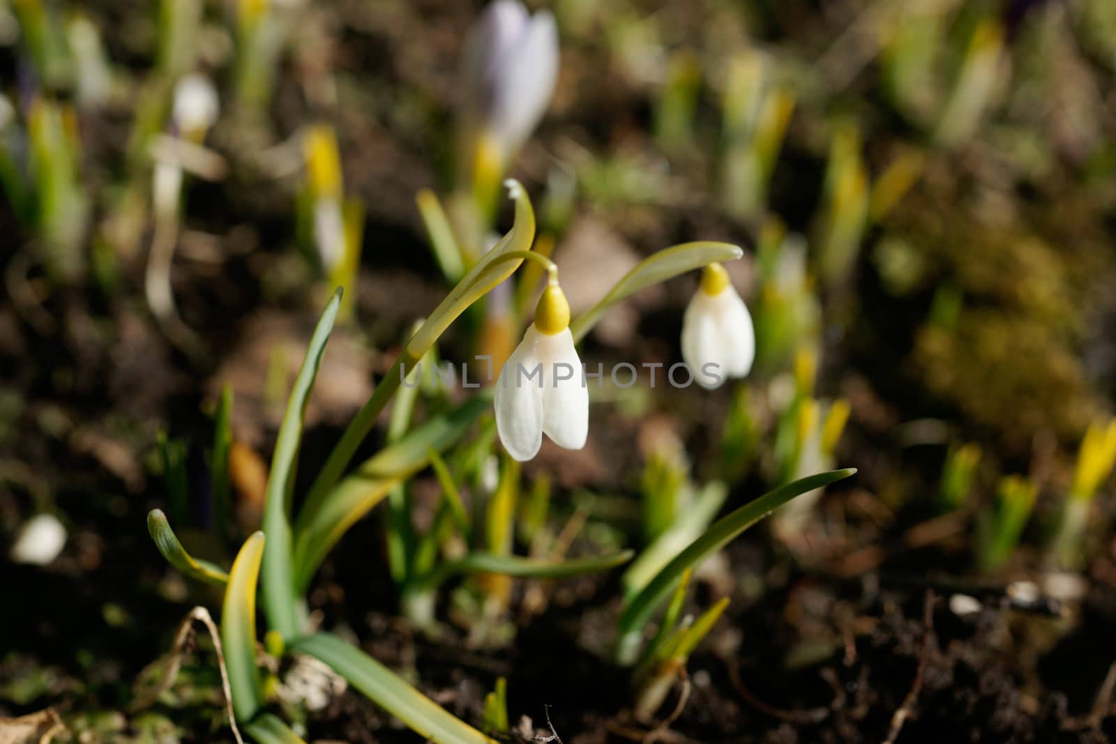 Snowdrops by mulden